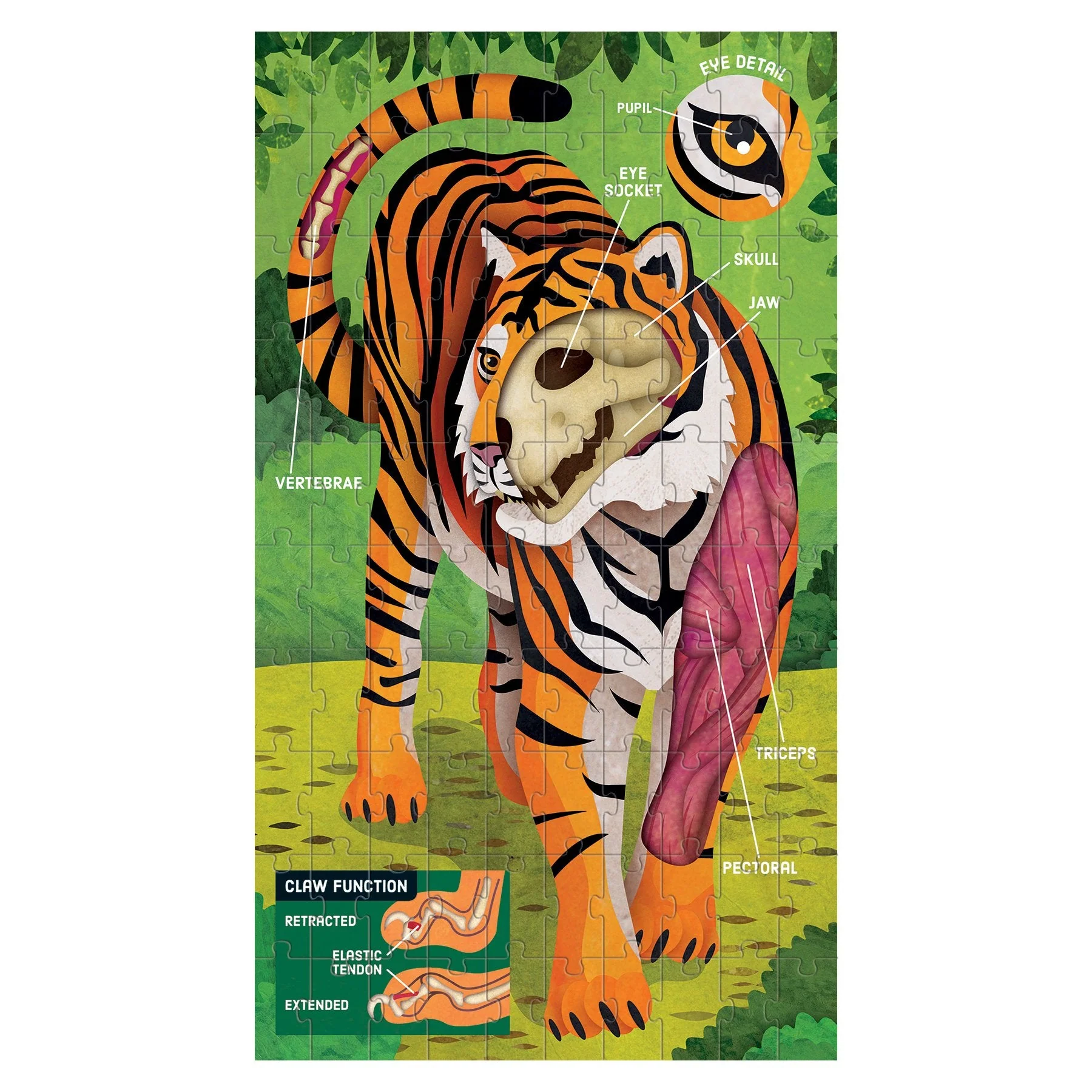 Animal Anatomy Science Puzzle Set - Image 3