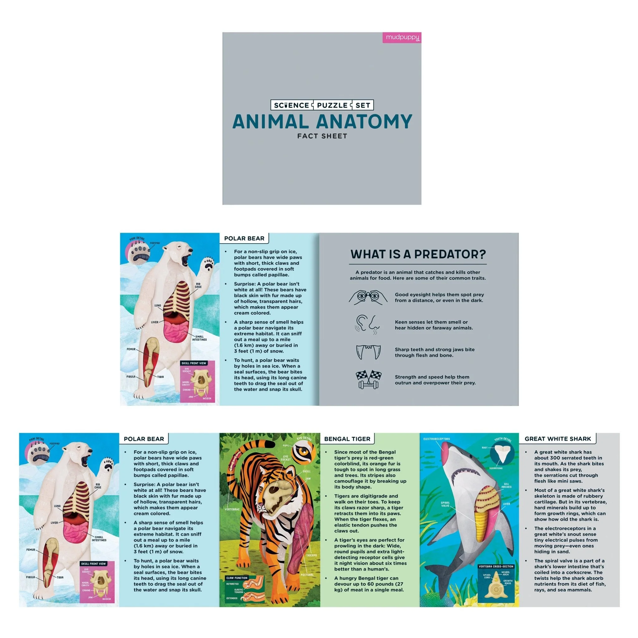 Animal Anatomy Science Puzzle Set - Image 6